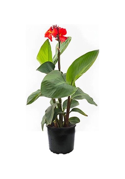 Canna Indica Çiçeği Fidanı 20-40 Cm