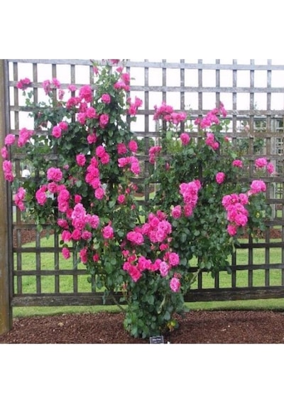 Videolu Pembe Sarmaşık Kokulu Tüplü 90-140 Cm Aşılı Gül Pink Rose
