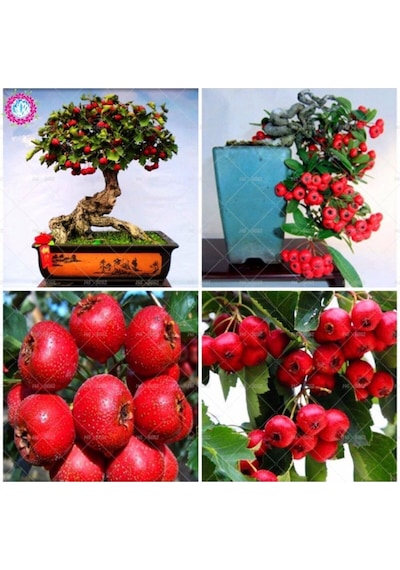 Nadir Ithal Bodur Kırmızı Alıç Bonzai Ağacı Tohumu 3 Tohum Bonsai Tohumu
