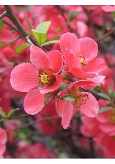 Saksılı Japon Ayvası Bahar Dalı Fidanı 20-30 Cm Chaenomeles Japon 1440