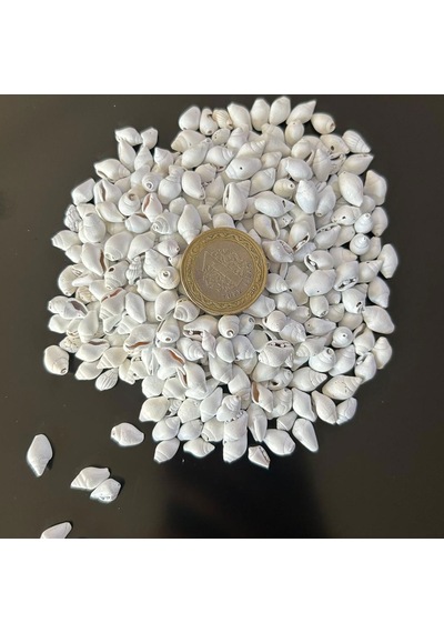 Nassa Shell Yerli Boyanmiş Kiloluk Deniz Kabuğu 250 Grm
