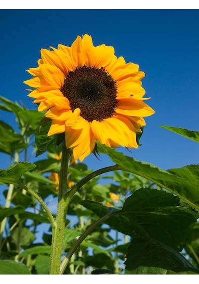 AGRodal Tarım Doğal Çerezlik Ayçiçeği Tohumu 50 Ad Tohum