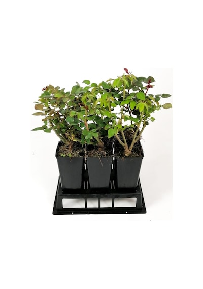 Gül Fidanı Lila Renk, Saksıda 15-25 Cm