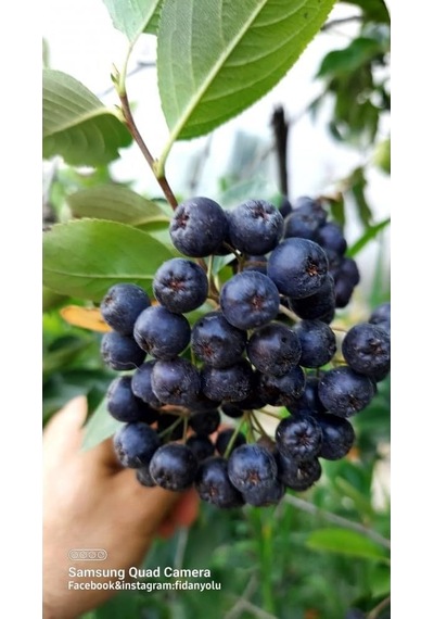 Aronya Viking Fidanı, Doku Kültürü, 1 Yaş Aronia
