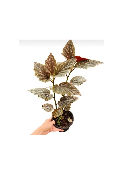 Yerli Üretim Çilli Begonya Fidanı 10-20 Cm