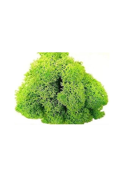 Reindeer Moss Spring Şoklanmış Norveç Yosunu 30gr