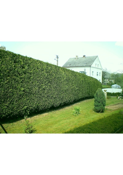 Leylandi Fidesi 'cupressocyparis Leylandii' Aşılı Çit Bitkisi 50'