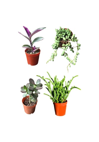 Prenses Çamı - Para Ağacı Çiçeği - Tespih Çiçeği- Tradescantia Zebrina Kaktüs Sukulent