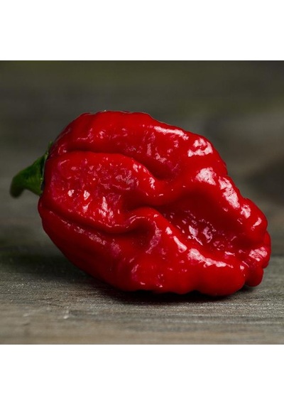 Acı Trinidad Scorpion Biber Tohumu Ekim Seti 5 Tohum +Saksı+Topra