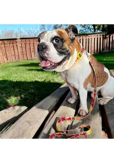 Pawlook Köpek Gezdirme Kayışı Geri Dönüştürülmüş, Sağlam Karabina Metal Kancalı, Yumuşak Dokulu, Emniy