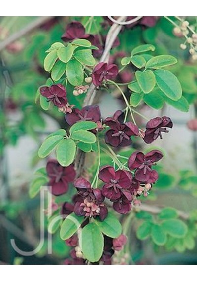 Çikolata Sarmaşığı Akebia Quinata Fidanı 30-50 Cm 1-2 Yaş