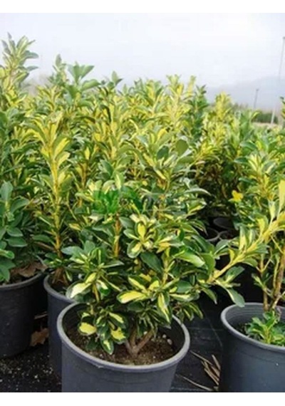 Videolu 1 Adet Yeşil Çıtır Taflan Çiçeği Fidanı 20-40 Cm Tüplü Çiçekli Bodur Bitkiler Euonymus
