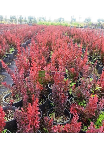 Berberis Thunbergii Red Rocket Red Roket Kadıntuzluğu 25-40 Cm