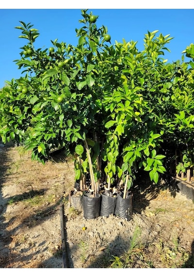 Aşılı Yediveren Mayer Limon Ağacı Fidanı 3 Yaş
