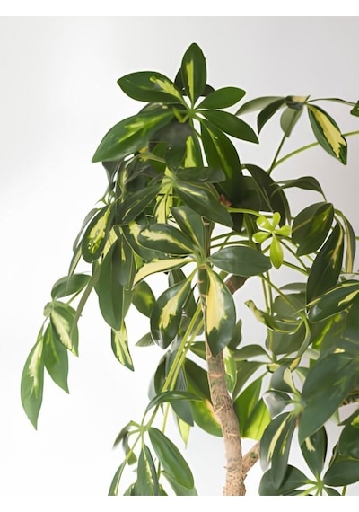 Videolu Şeflera Sarı Alacalı 2 Dallı 1 Adet Saksılı 90-110cm Salon Bitkisi Schefflera Arboricola