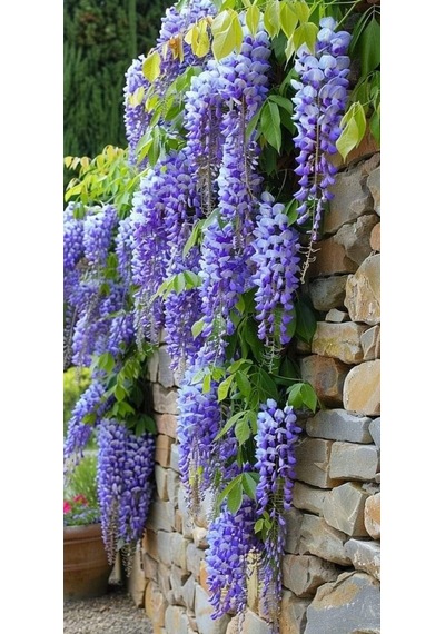Mor Salkım 'wisteria Sinensis' / 100-120 Cm Sarılıcı Çiçekli Bitki