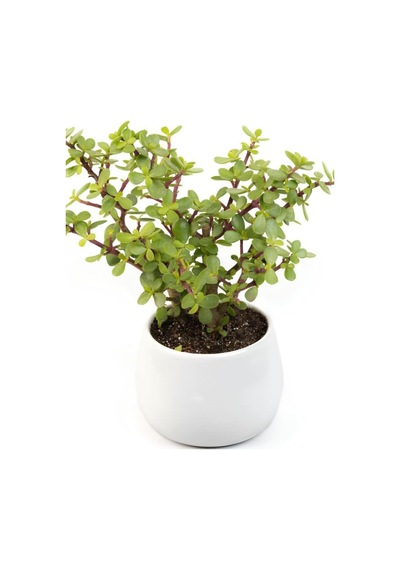 Para Yeşim Çiçeği, 20-30 Cm, Saksılı, Bonsai Yapımına Uygun, Ofis Çiçeği Çok Renkli