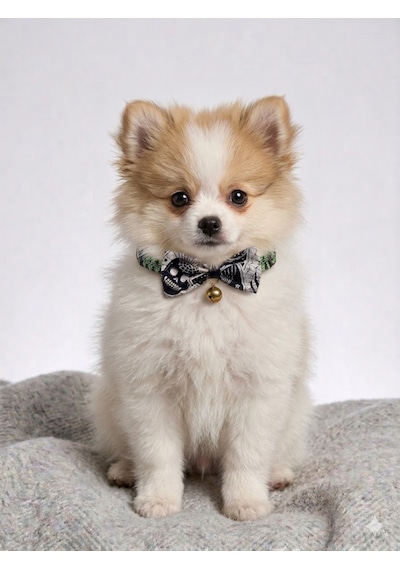 Flypet Kurukafa Desenli Papyon Kedi Tasma & Yavru Köpek Tasma 13cm-24cm Ayarlanabilir Tasma