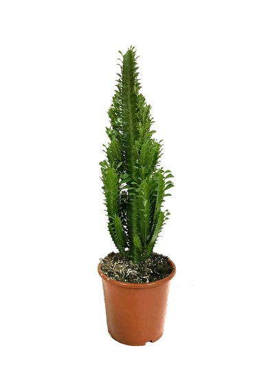 Euphorbia Trigona (Süt Ağacı) Ø17 CM Y60-70 CM