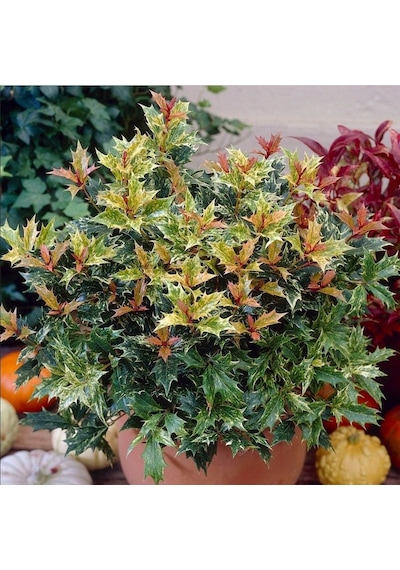 Çiçekleri Kokulu Herdem Yeşil Osmanthus Heterophyllus Tricolor Fidanı Soğuklara Dayanıklı