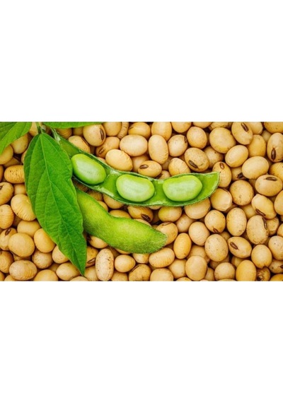 50 Adet Tohum Organik Hobi Bahçe Soya Fasulye Tohumu Saksı Topraklıdır