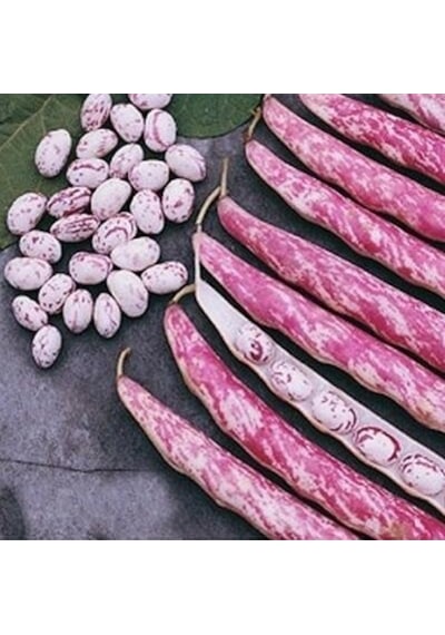 Eko Paket 100 Tohum Oturak Barbunya Tohumu Fasulye Tohumu +