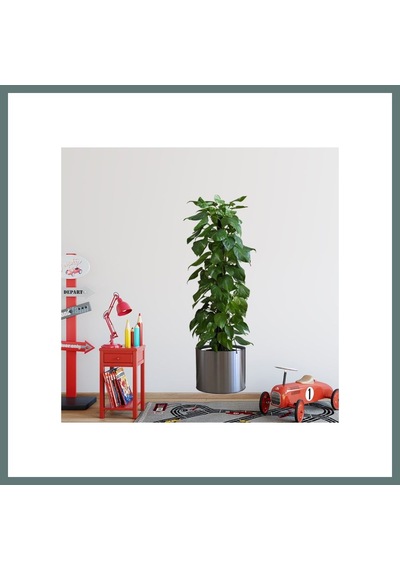 Ventra Saksılı Bitki Tasarımlı Yapışkanlı Sticker Resim 90 30 Cm Mc-665 Ventra Çok Renkli