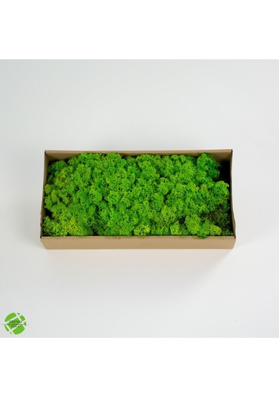 Reindeer Moss Spring Green-dark Green 2'li Set Şoklanmış Ithal Norveç Yosunu