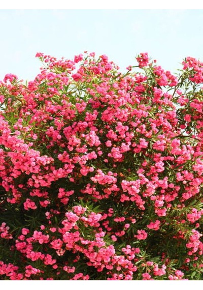 Videolu Beyaz Ve Pembe Renkli 3 Adet Uzun Boylu Zakkum Fidanı Tüplü 40-85cm Oleander Sapling