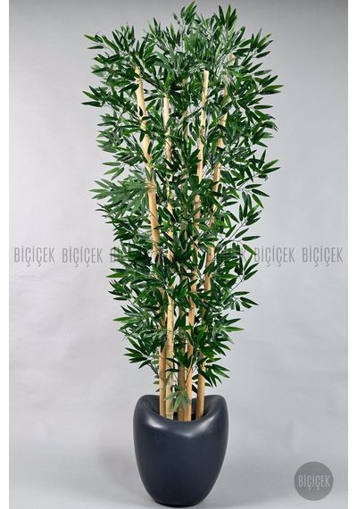 Zen Bambu Ağacı 240 Cm Antresit Bone Saksıda