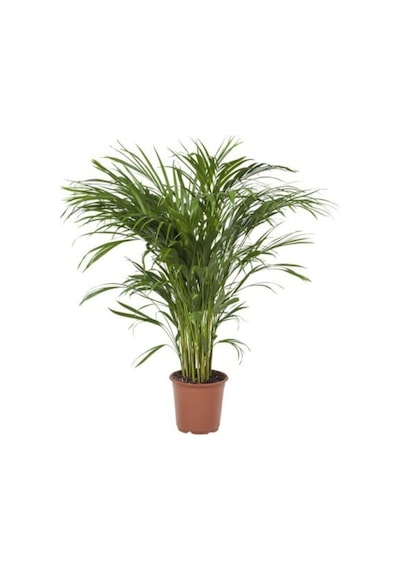 Areka Palmiyesi 85-105 Cm Arası