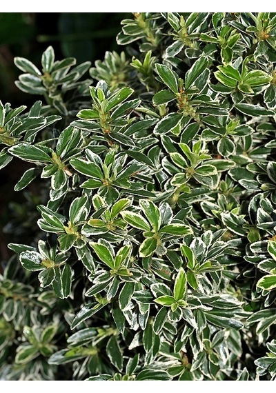 Gümüşi Çıtır Taflan 30 Adet