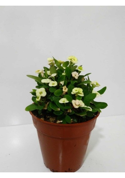 Çok Avantajlı Beyaz Dikenler Tacı Euphorbia Milii