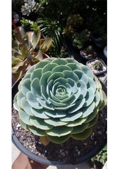 Dev Boy Xxl Echeveria Glauca Aşkın Gözyaşı Sukulent Bitki