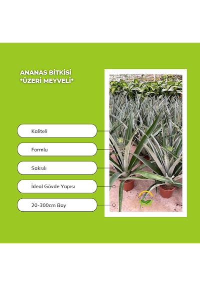 Ananas Bitkisi Üzeri Meyveli