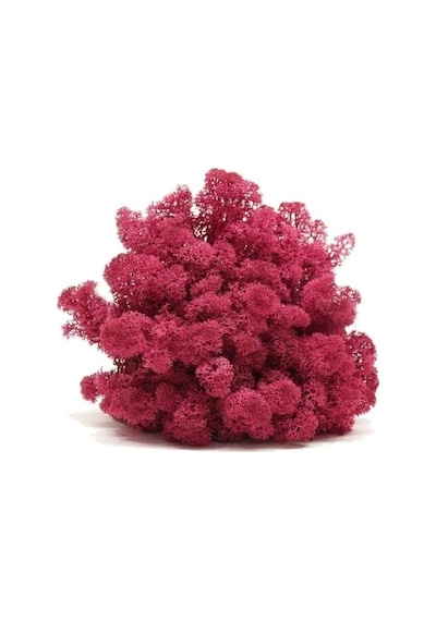 Trend Bahçe Mürdüm Şoklanmış Reindermoss Teraryum Yosunu 50 G