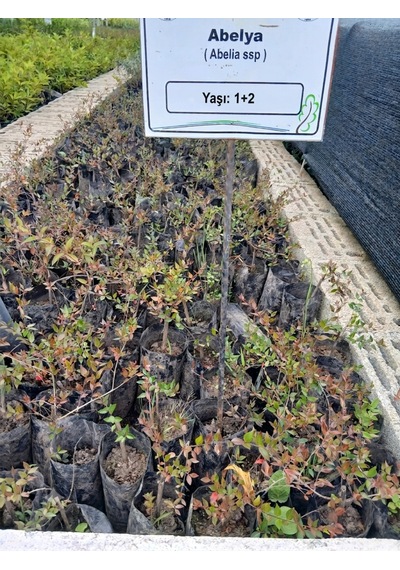 Abelya Çiçeği Fidanı Abelia Ssp. 1+2 Yaş Tüplü Bahçe Ve Çit Bitkisi