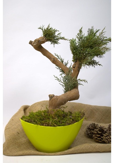 Yapay Bonsai Ağacı, 35 Cm, Saksıda, Yeşil, Dekoratif İç Mekan Bitkisi