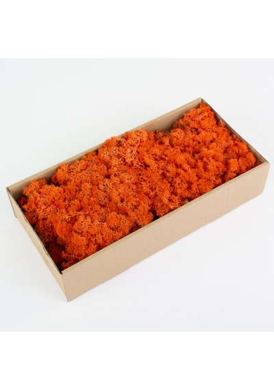 Trend Bahçe Turuncu Şoklanmış Reindermoss Teraryum Yosunu 50 G