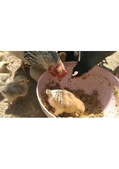 Yemci Bey 25 Kg Civciv Büyütme Yemi Granur Yem Toz Yem Kanatlı Grup Yemi 25 KG