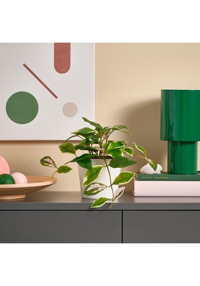 Ikea Fejka Yapay Bitki, Yeşil, 9 Cm, İç/dış Mekan Balmumu Bitki