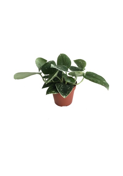 Scindapsus Pictus silver Ann - Ev Ve Ofis Bitkisi N11.5378