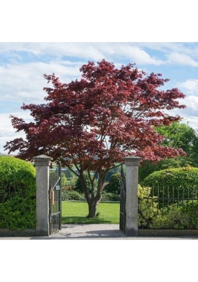 Kırmızı Yapraklı Japon Akçaağaç Acer Palmatum Atropurpureum 10 Ad