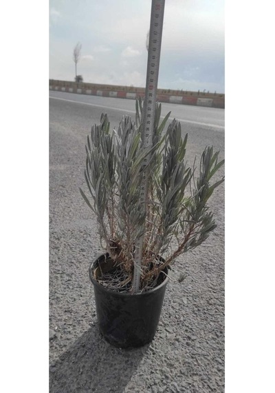 Lavanta Çiçeği Fidanı 10-20 Cm