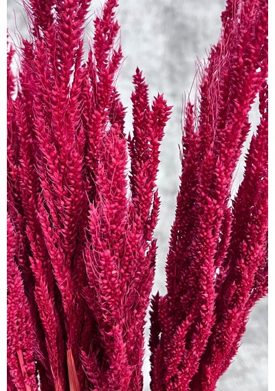 Kırmızı Bulgur Otu Vazo Aranjman Çiçeği