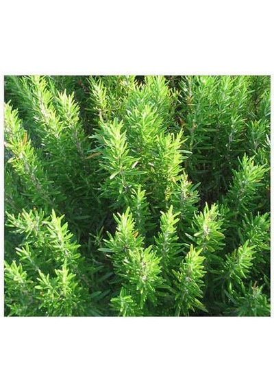 Biberiye Çiçeği Fidanı - Tüplü \ 30-50 Cm
