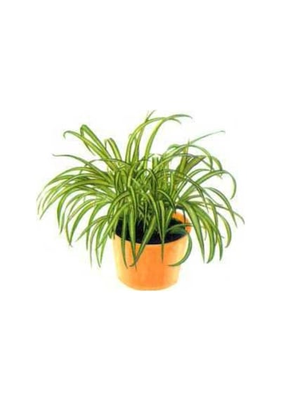 Oksijen Bitkisi Kurdele Çiçeği Fidanı 15-25 Cm