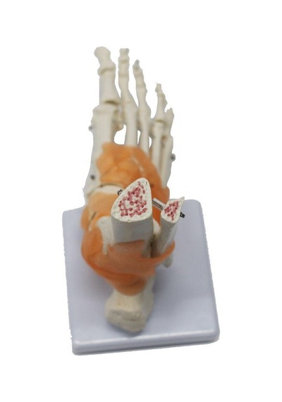 Omurga Ayak Maketi Model 29