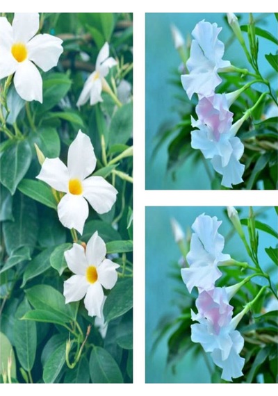 3'lü Beyaz Mandavilla Sarmaşığı Çiçeği Fidanı 40-60 Cm Saksılı Çiçekli Bodur Mandevilla