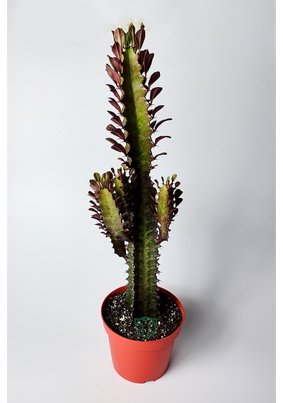 Afrika Süt Ağacı Eforbia Trigona 30 Cm Büyük Boy 12 Cm Saksıda 1 Adet